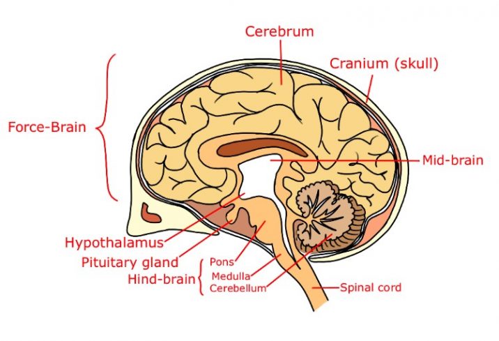 Science class 10: Control and Coordination in Human Being