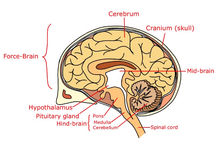 Science class 10: Control and Coordination in Human Being