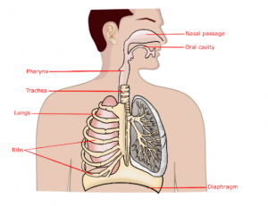 Science class 10: Respiration : UPSC Note on Science class 10: Respiration