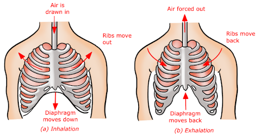 Science class 10: Respiration : UPSC Note on Science class 10: Respiration