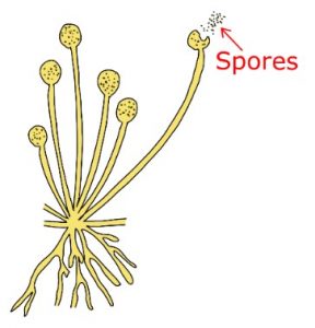 Science class 10: Reproduction: UPSC Note on Science class 10 ...