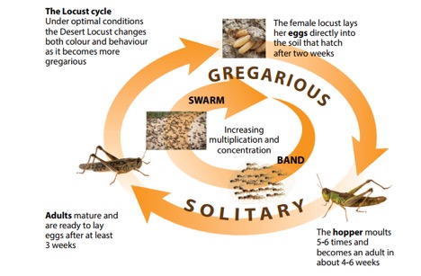 Desert Locust as a threat