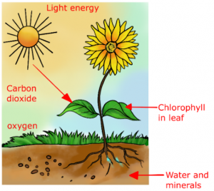 Science Class 7: Nutrition in Plants: UPSC Note on Science Class 7 ...