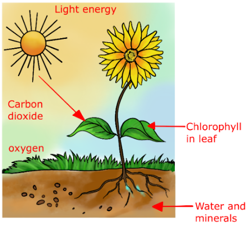 Science Class 7: Nutrition In Plants: UPSC Note On Science Class 7 ...