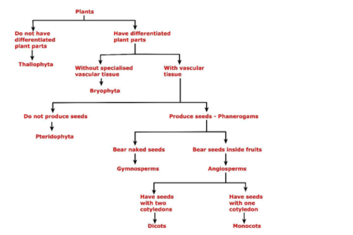 UPSC Note: Classification of Living Organisms (Plantae)