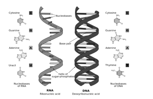 dna and rna structure