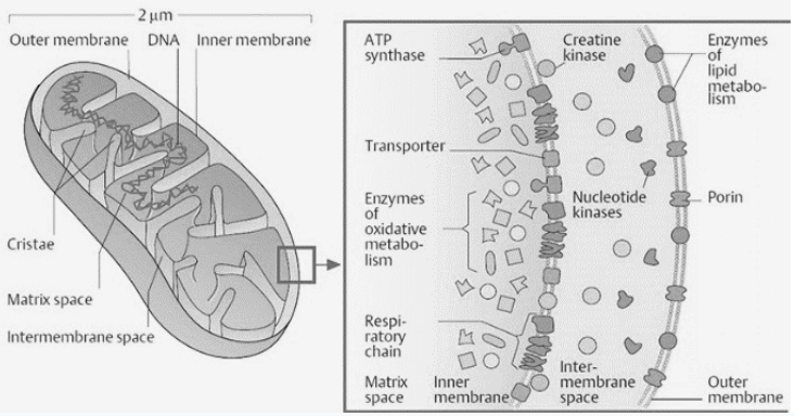 mitochondria diagram with labels