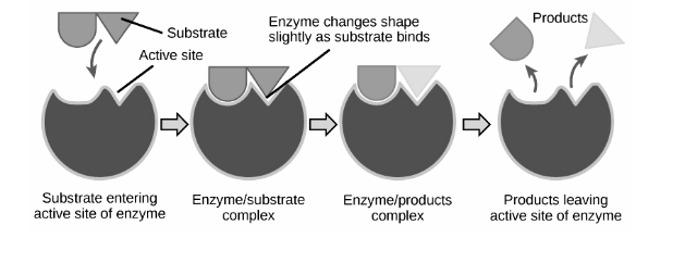 Enzyme Active Site Substrate