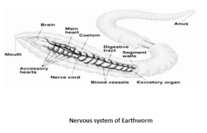 Earthworm morphology and anatomy