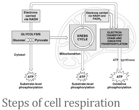 cellular respiration process diagram