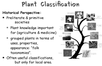 kingdom plantae classification