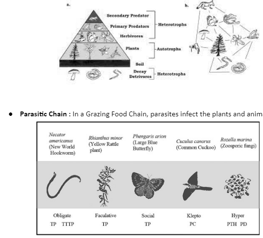 grazing-food-chain