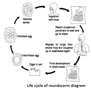 roundworms eggs in humans