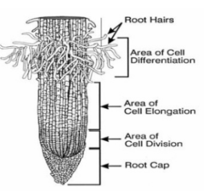 Region of Elongation