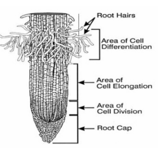 Root hair develop from  Biology Questions