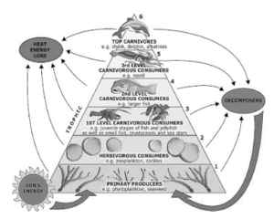 Notes On Differences Between Grazing And Detritus Food Chain