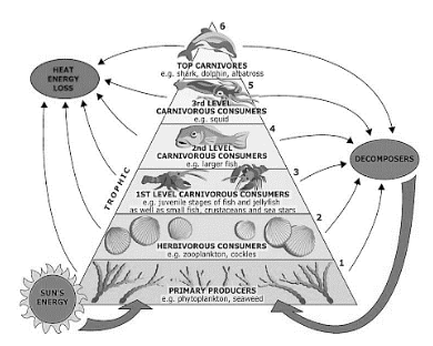 Notes on Differences between Grazing and Detritus Food Chain