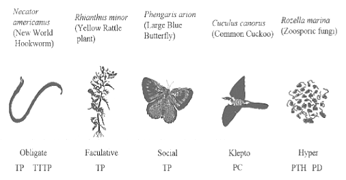 food-chains-and-food-webs-geeksforgeeks