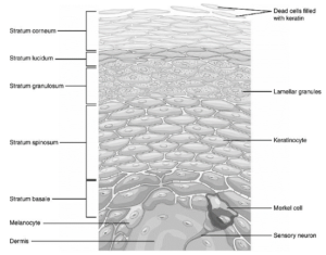 Notes on Difference between Epidermis and Dermis