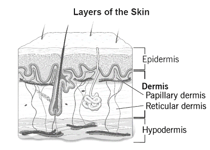 Notes on Difference between Epidermis and Dermis