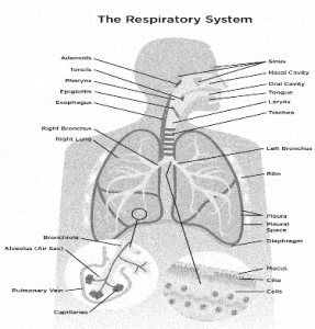 The Passage of Air in the Respiratory System