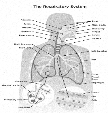 Sketch of Respiratory System Organs. Vector Illustration Stock Vector |  Adobe Stock