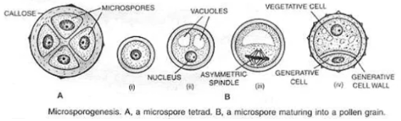 Microsporangia Consist of