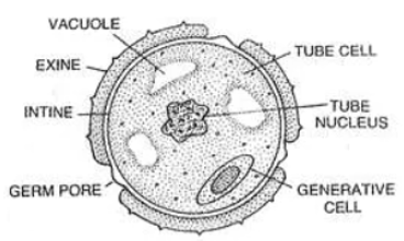 Microsporangia Consist of