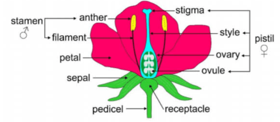 Draw a labelled diagram of the longitudinal section of a flower ...
