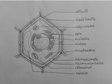 Draw a Neat Labelled Diagram of Plant Cell