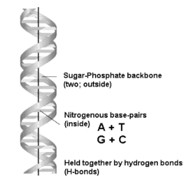 base pairing rules definition