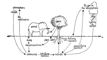 Explain the Following Cycle in Your Own Words with Suitable Diagram. Nitrogen  Cycle. - Science and Technology | Shaalaa.com