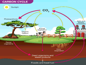 Everything about the carbon Cycle