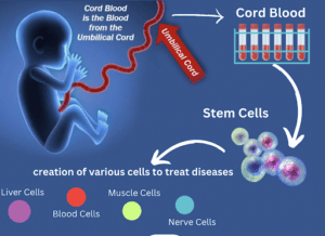 Importance of Cord Blood in Regenerative Medicine